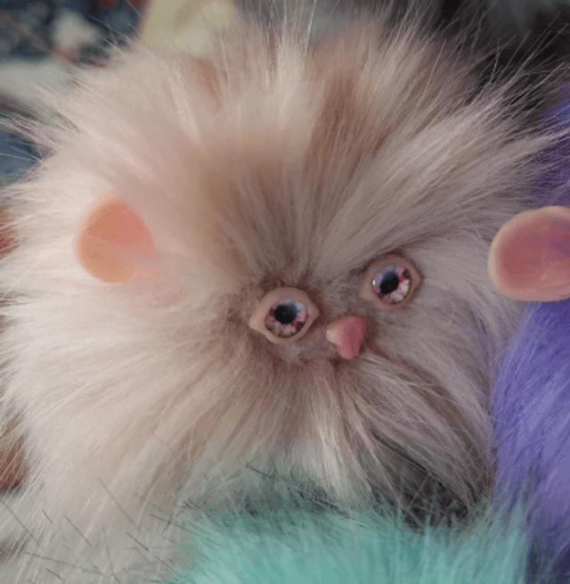 Pygmy Puff adoption