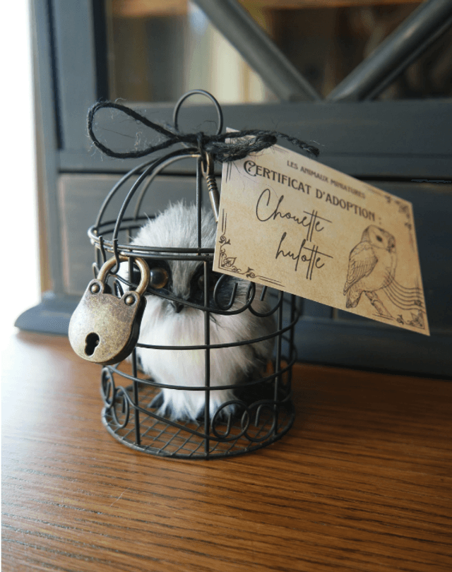 Chouette en cage à adopter
