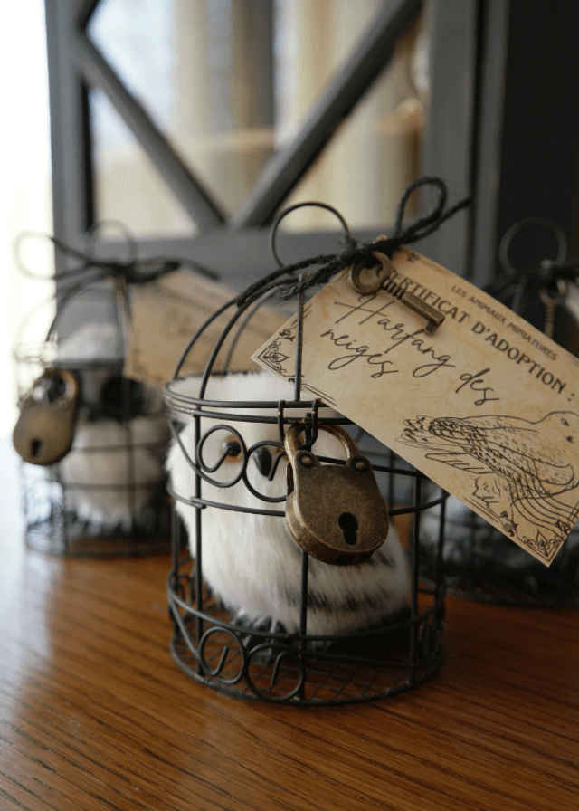Chouette en cage à adopter