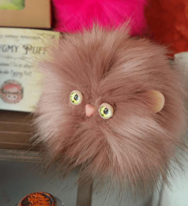 Pygmy Puff adoption