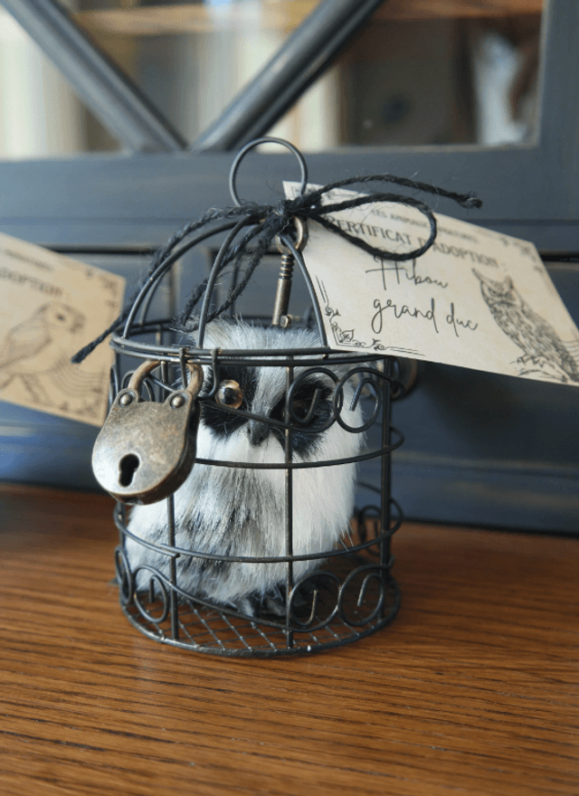 Chouette en cage à adopter