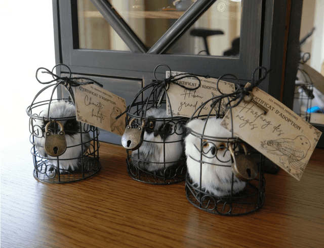 Chouette en cage à adopter