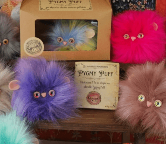 Pygmy Puff adoption